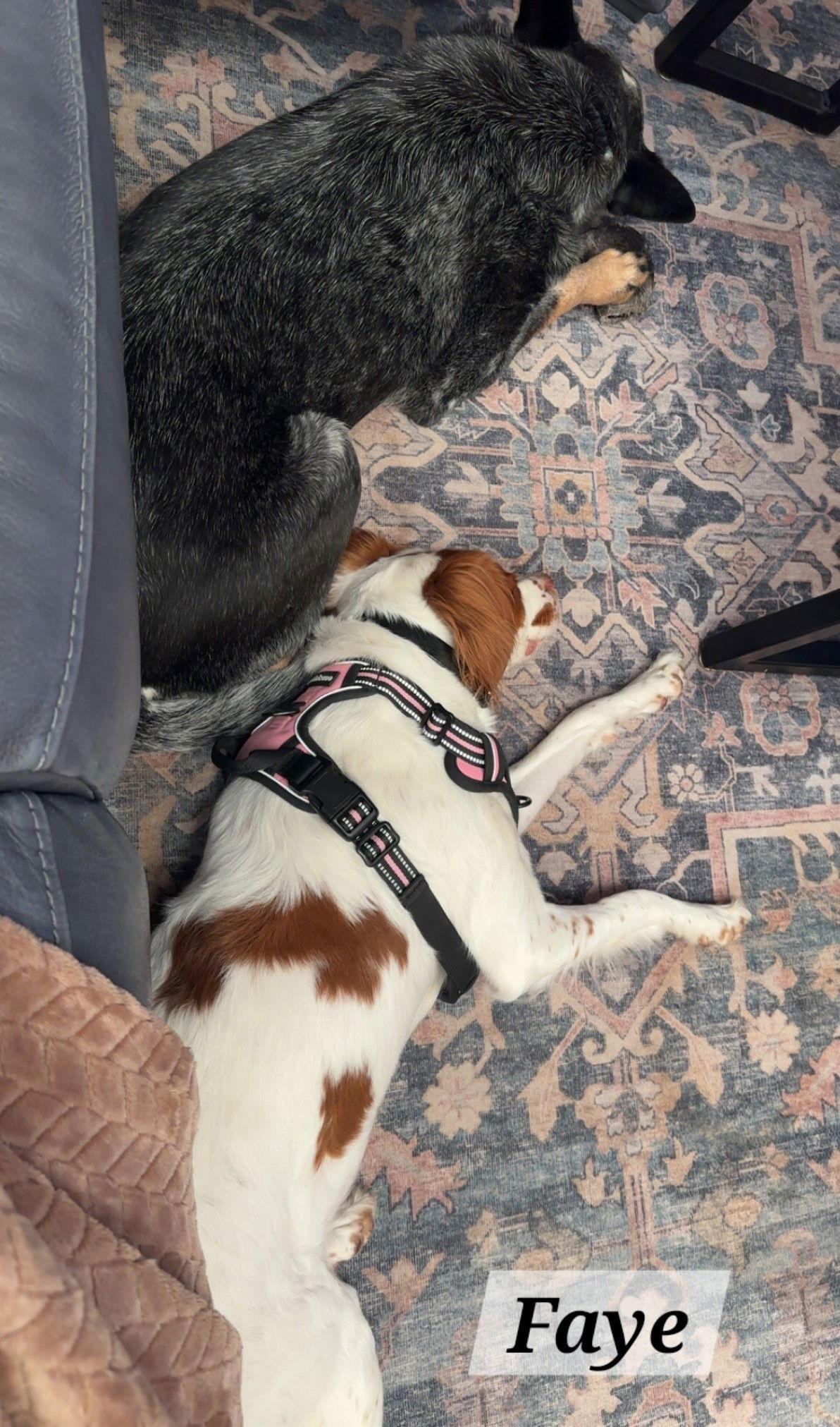 OK/Faye (TX), Adopted, Adult Female Brittany Spaniel.