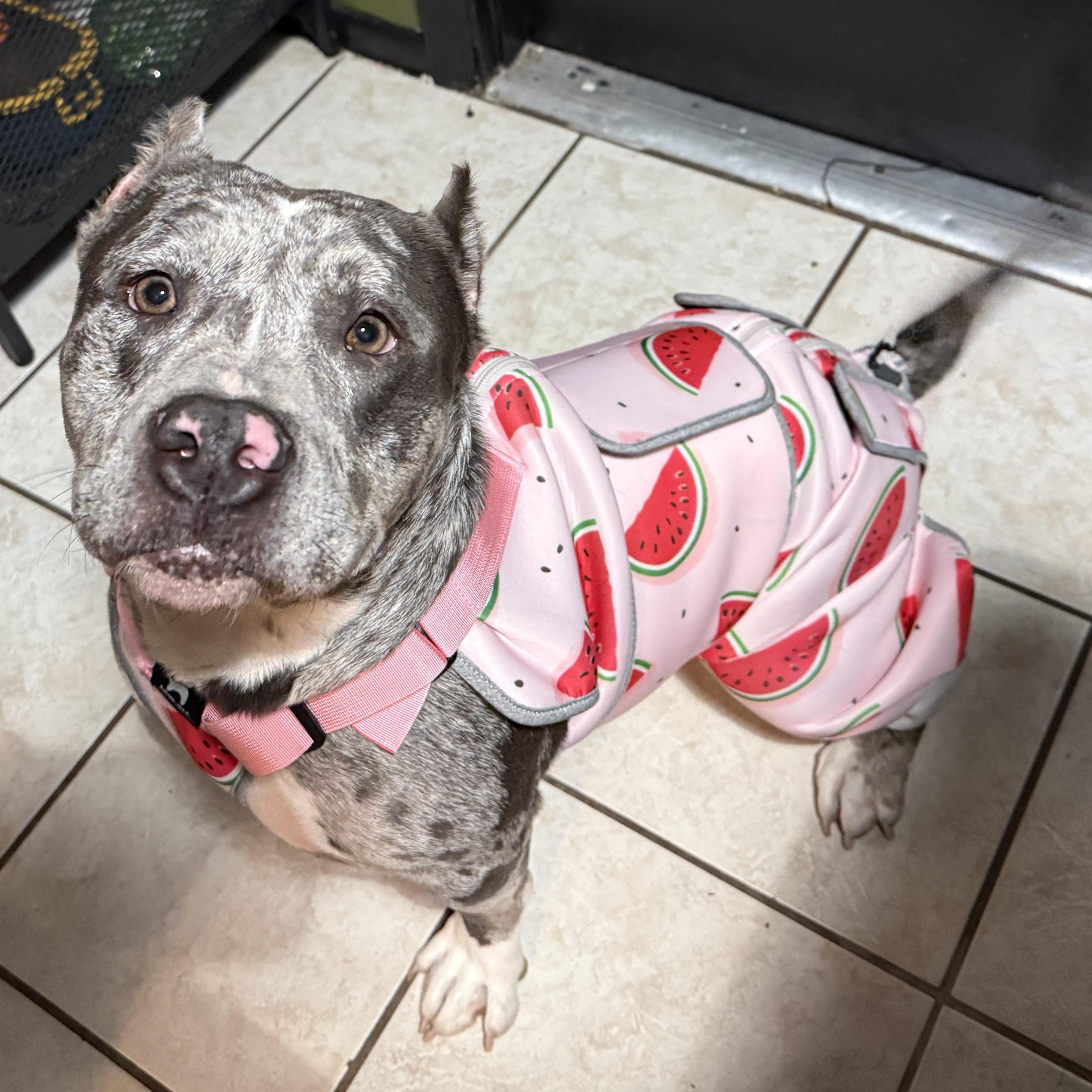 Enlarge Isabella, an adoptable American Bully in Deltona, FL image 3/3