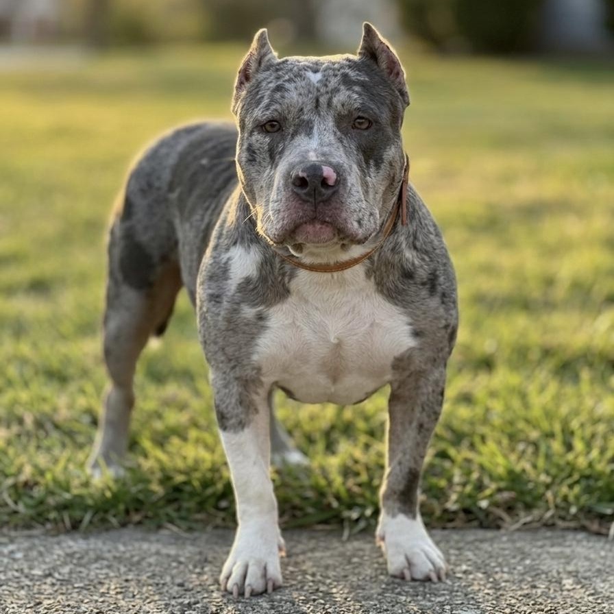 Isabella, adoptable, Adult Female American Bully.