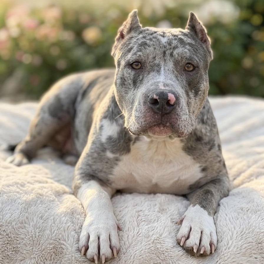 Isabella, an adoptable American Bully in Deltona, FL image 2/3