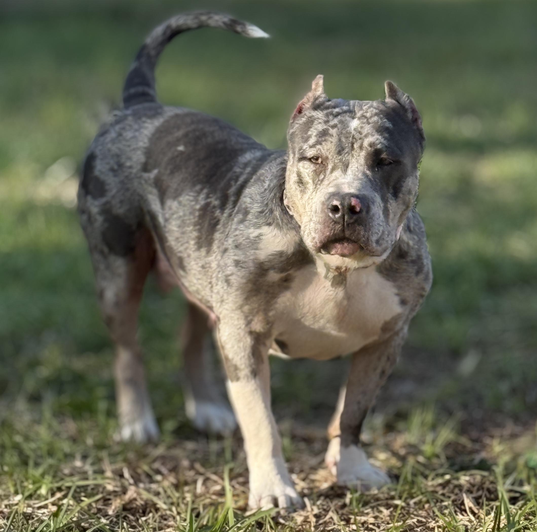 Enlarge Isabella, an adoptable American Bully in Deltona, FL image 2/3