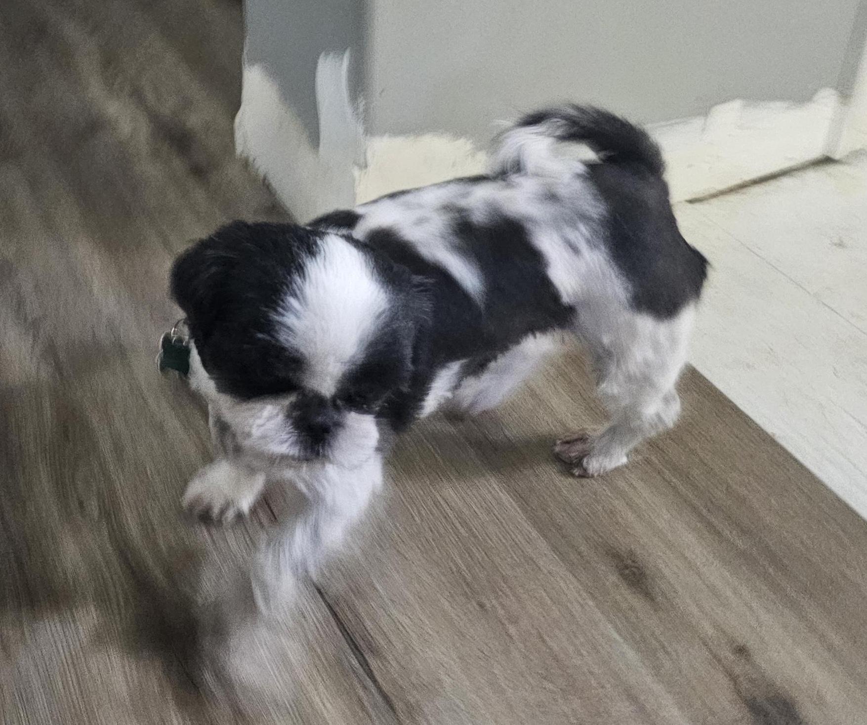 Enlarge Randi, a Adoptable Shih Tzu in Aurora, IL image 1/2