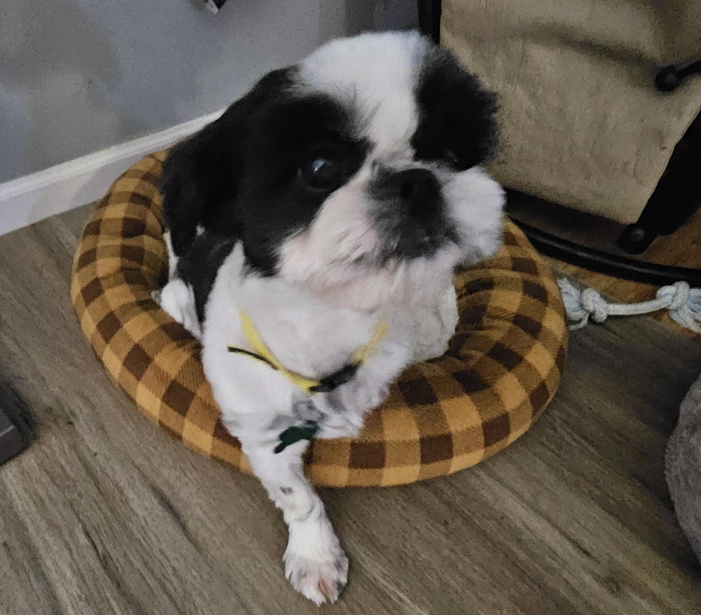 Enlarge Randi, a Adoptable Shih Tzu in Aurora, IL image 2/2