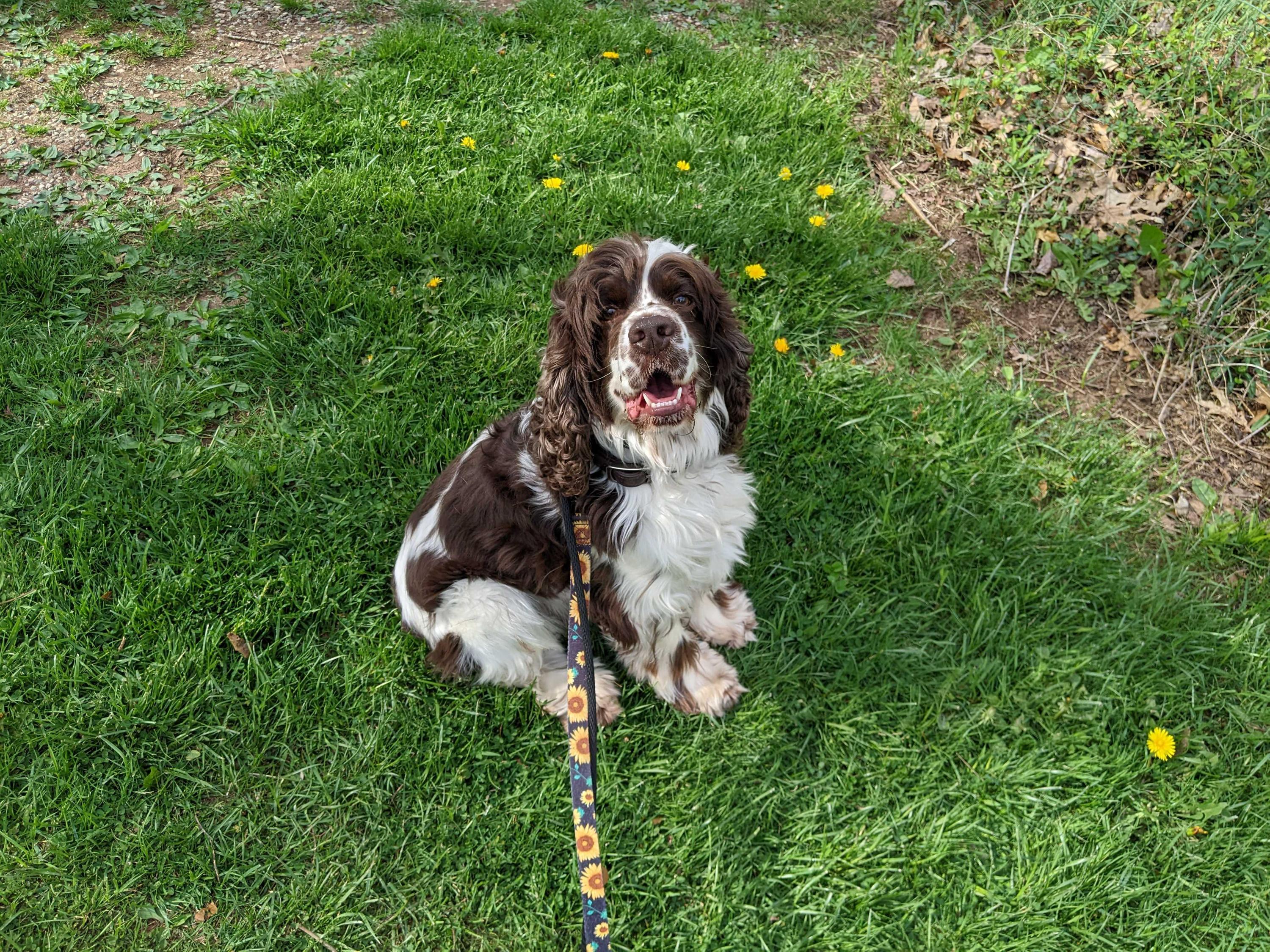 Russell Stover, adopted, Adult Male Cocker Spaniel.