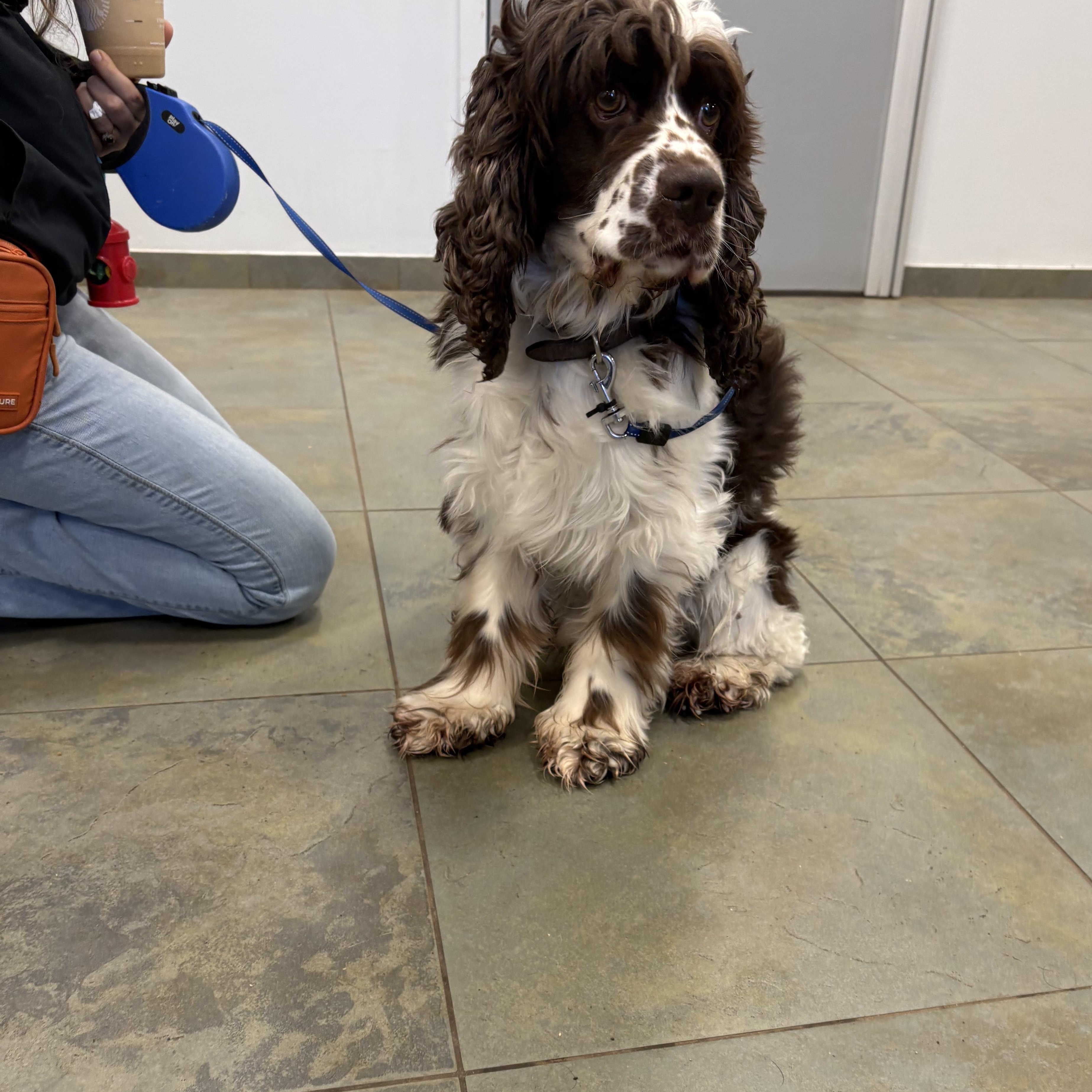 Russell Stover, an adopted Cocker Spaniel in North Haven, CT image 3/3