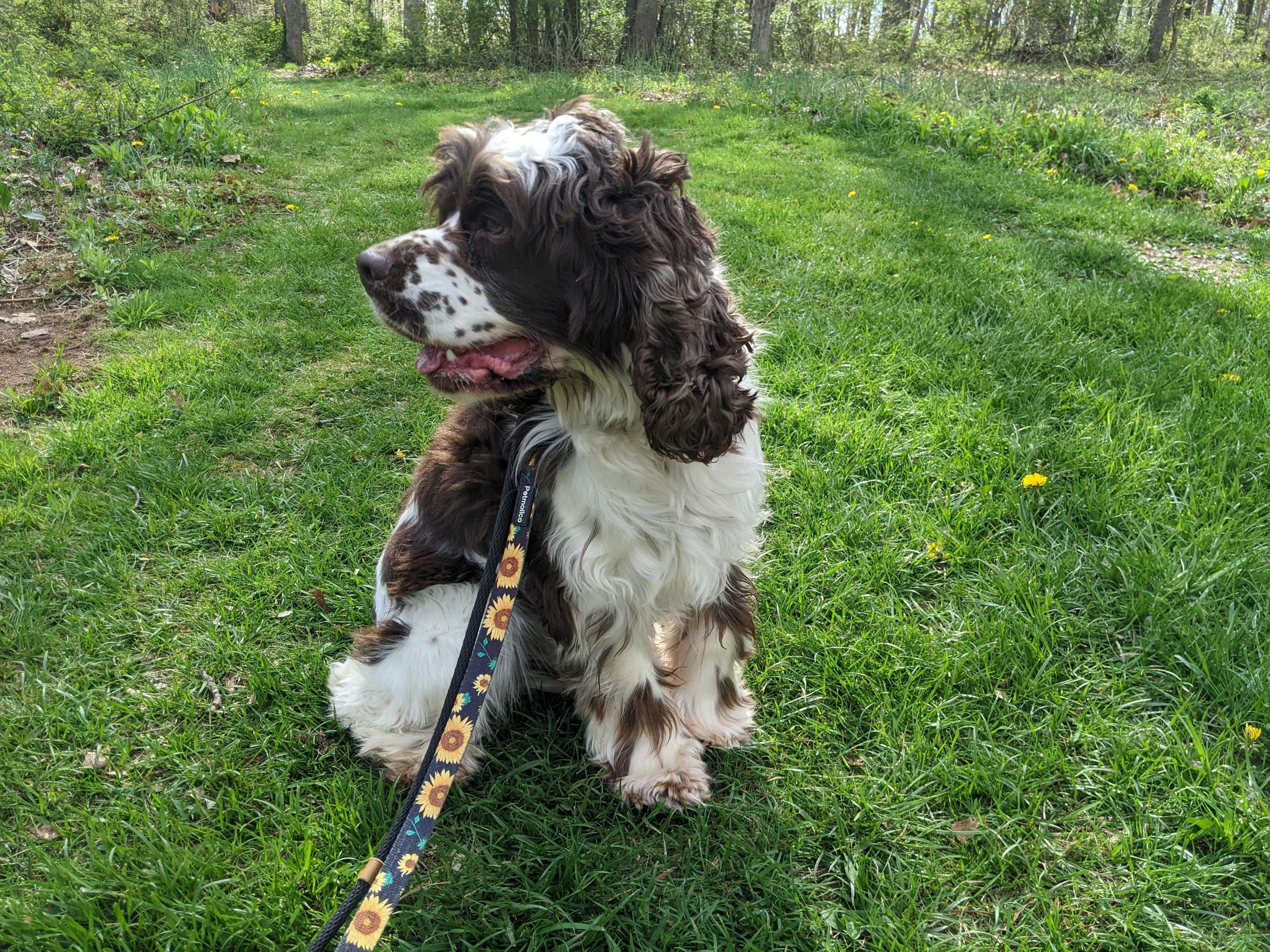 Russell Stover, an adopted Cocker Spaniel in North Haven, CT image 2/3