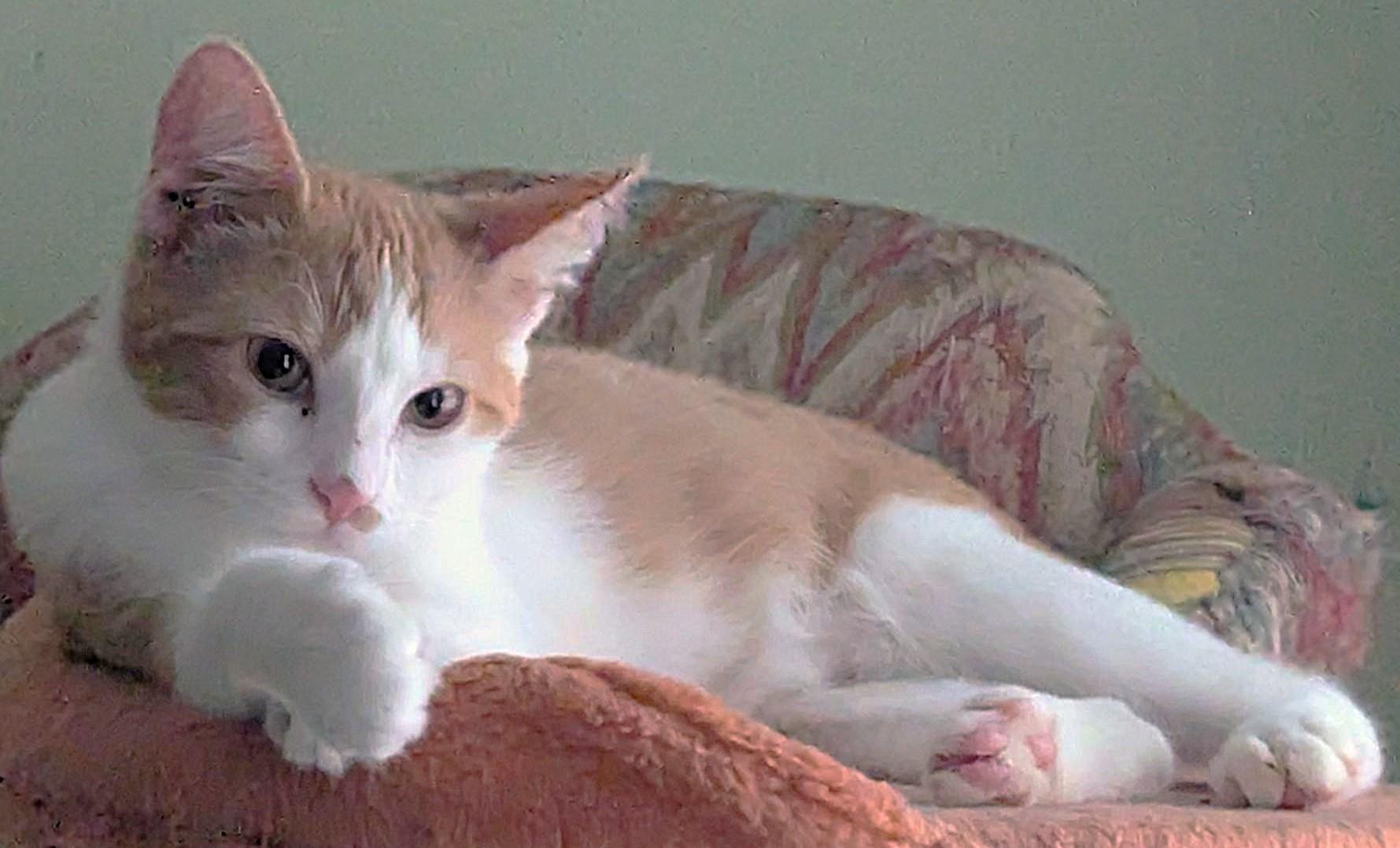 Seesaw, Adoptable, Kitten Male Tabby & Domestic Short Hair.