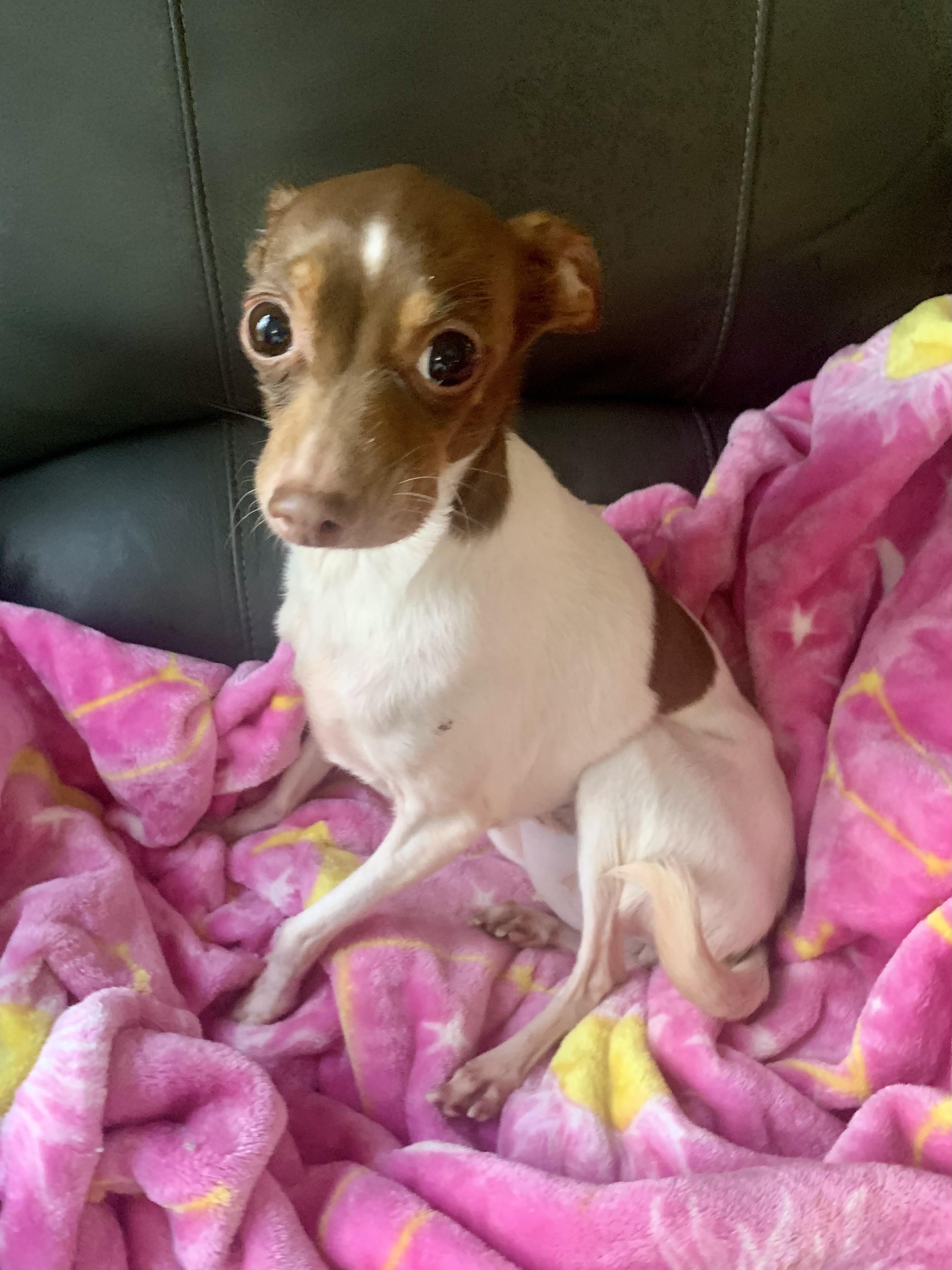 Charlie, Adoptable, Senior Female Chihuahua.