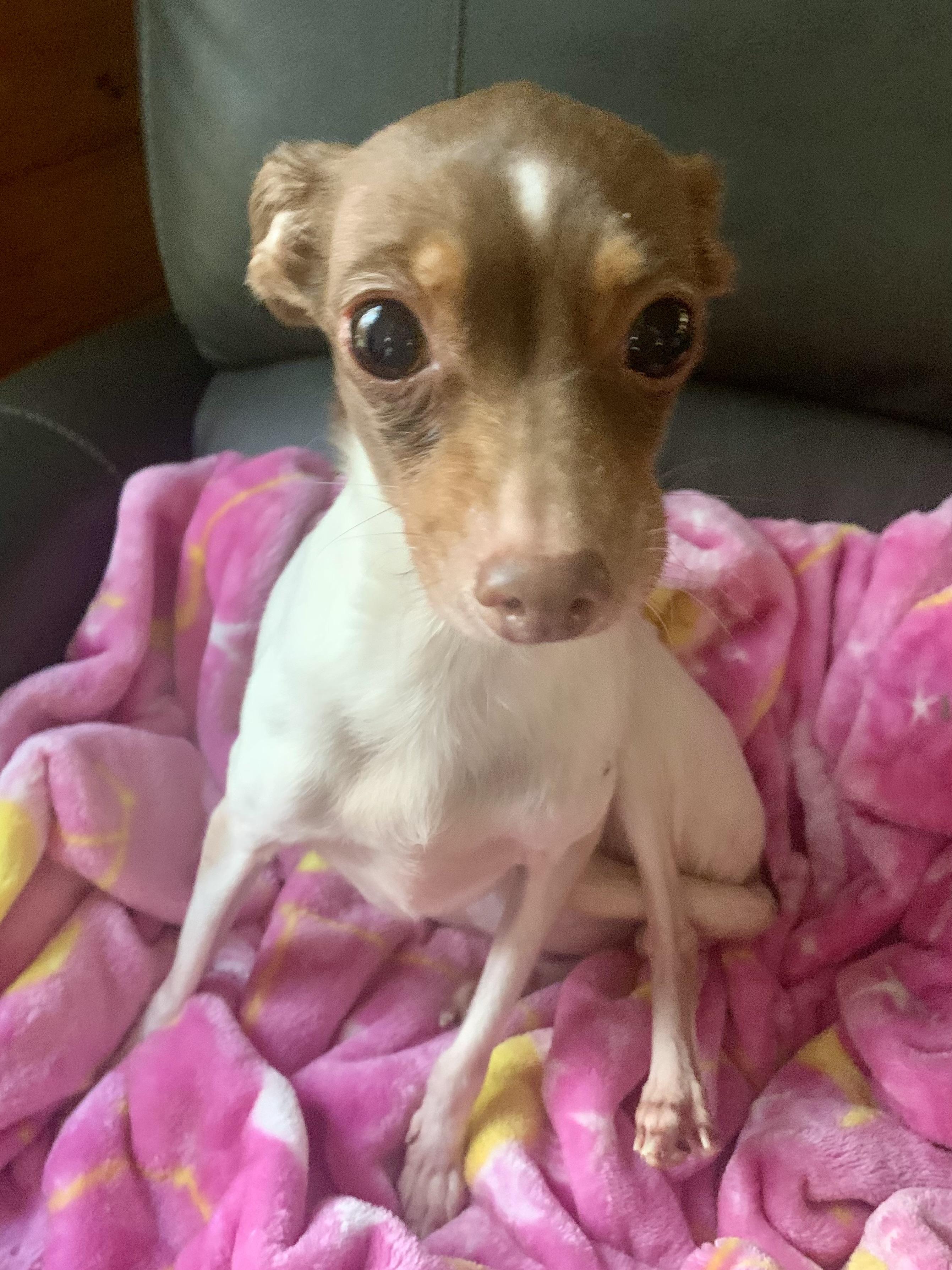 Enlarge Charlie, a Adoptable Chihuahua in Richmond, VA image 2/3