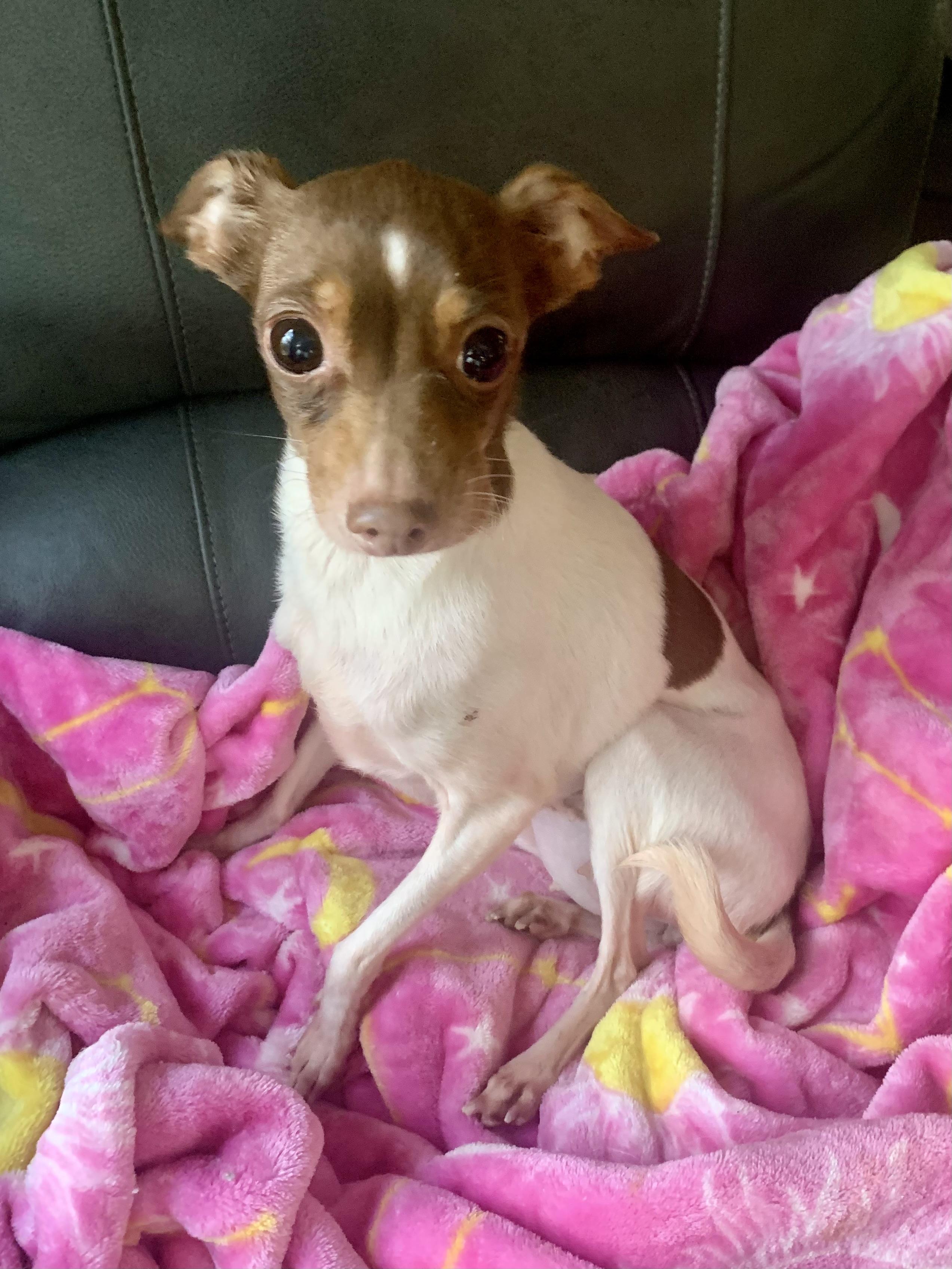 Enlarge Charlie, a Adoptable Chihuahua in Richmond, VA image 3/3