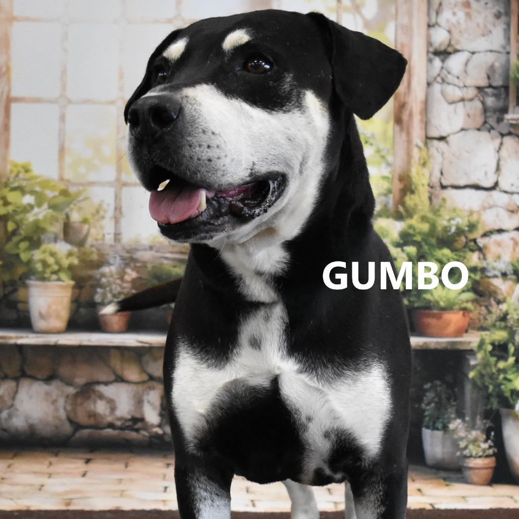 Gumbo, a Adoptable Mixed Breed in Yuma, AZ image 1/2