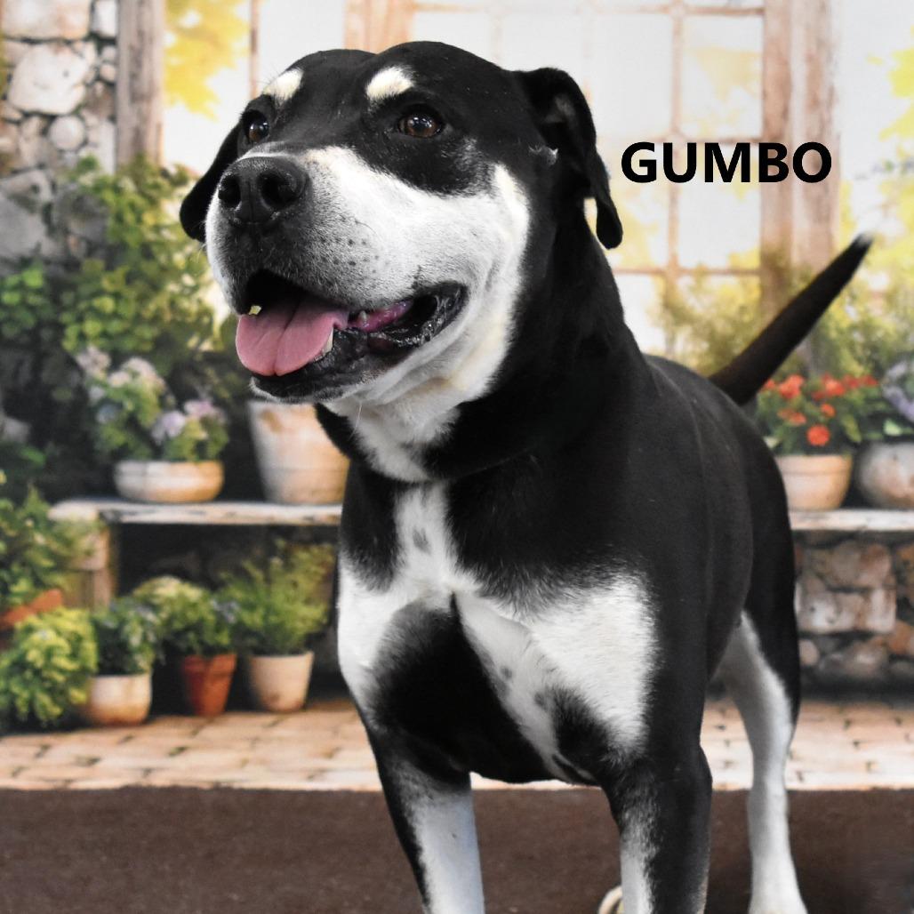 Gumbo, a Adoptable Mixed Breed in Yuma, AZ image 2/2