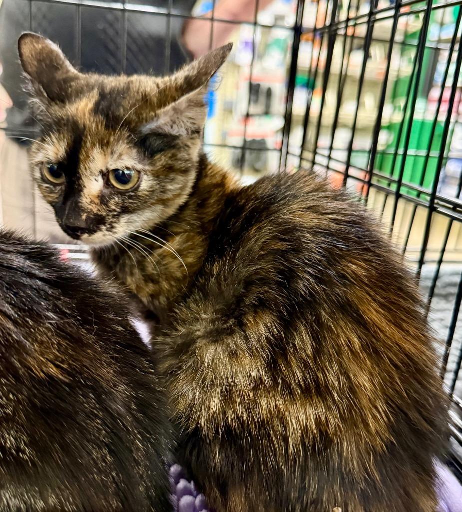 Milly, Adoptable, Kitten Female Domestic Short Hair.