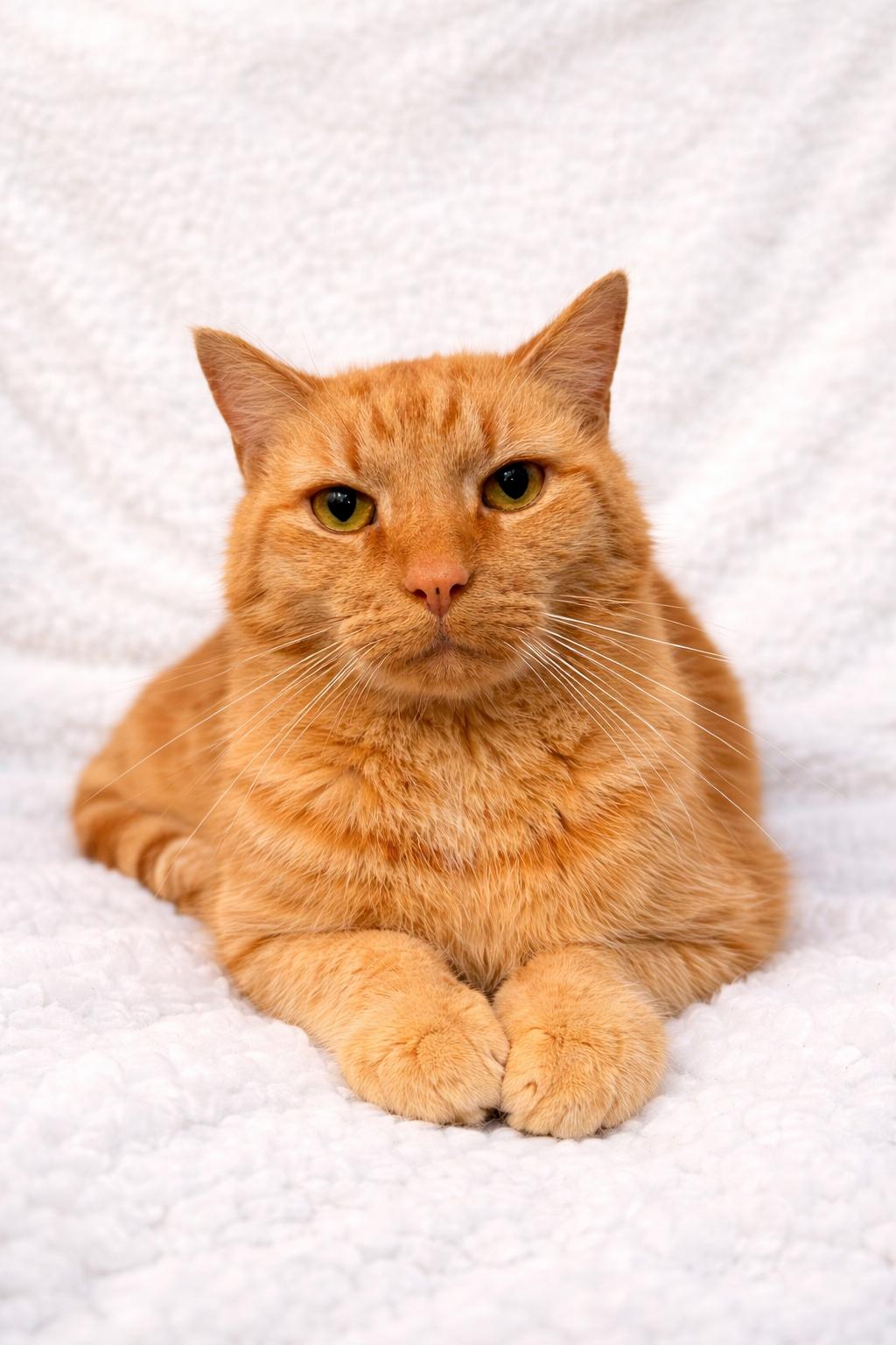 Enlarge Pumpkin, a ADOPTABLE Tabby in Copley, OH image 1/4