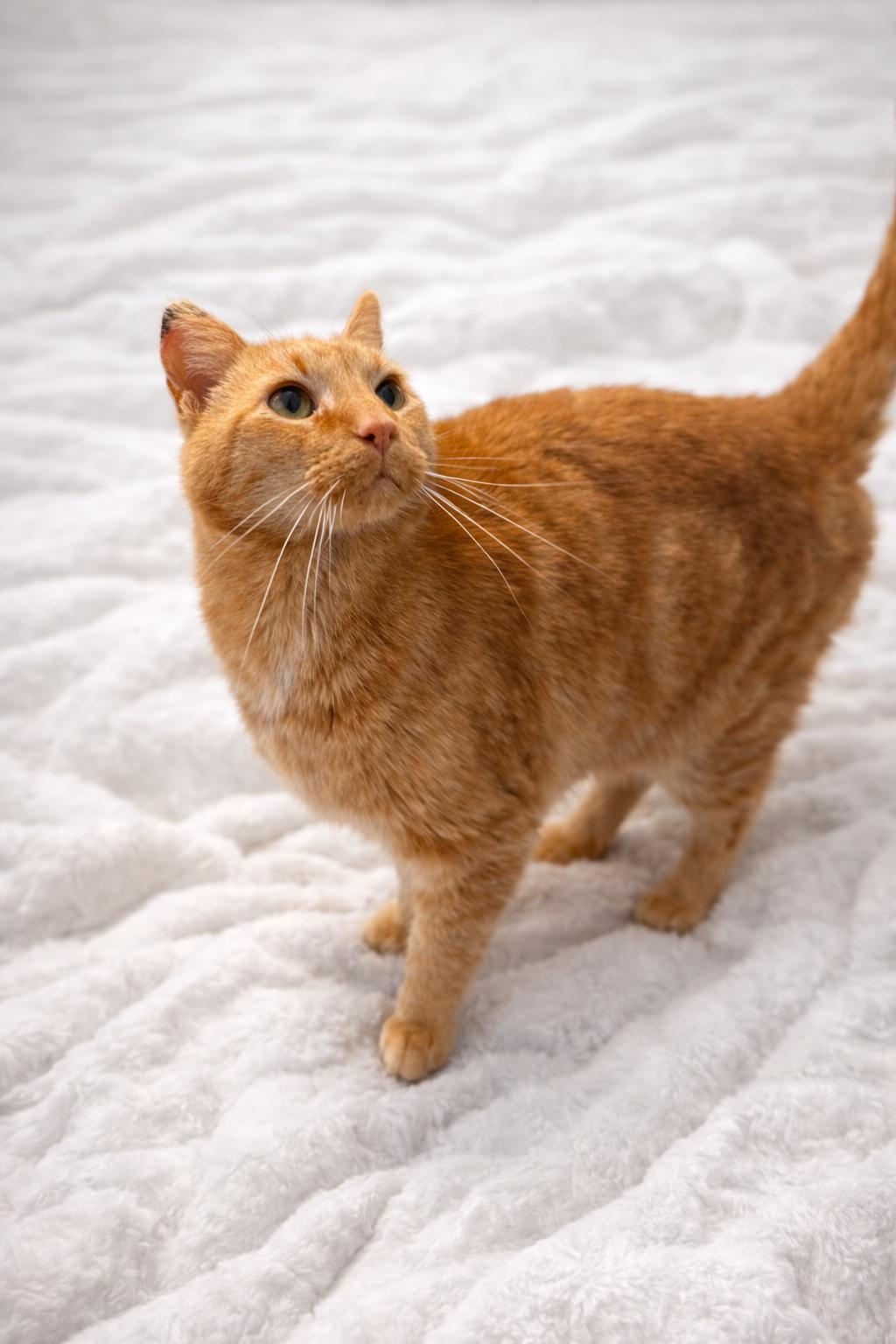 Enlarge Pumpkin, a ADOPTABLE Tabby in Copley, OH image 3/4