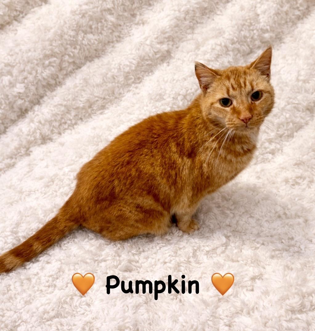 Enlarge Pumpkin, a ADOPTABLE Tabby in Copley, OH image 2/4