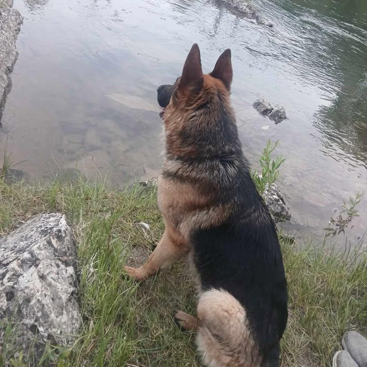 Enlarge Dakota , a ADOPTABLE German Shepherd Dog in Choteau, MT image 2/2