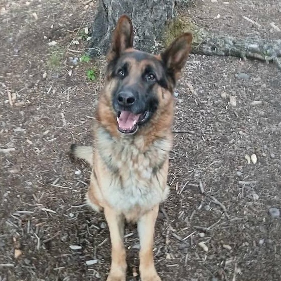 Dakota , ADOPTABLE, Young Male German Shepherd Dog.
