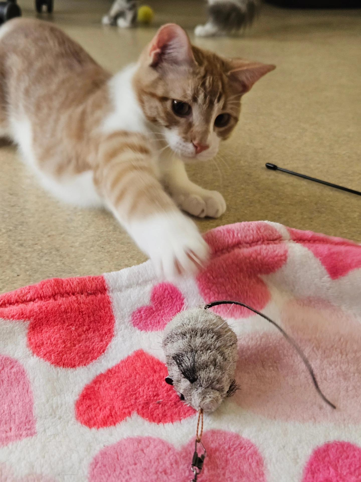 Bruno, a Adoptable Domestic Short Hair in Westbrook, CT image 4/6