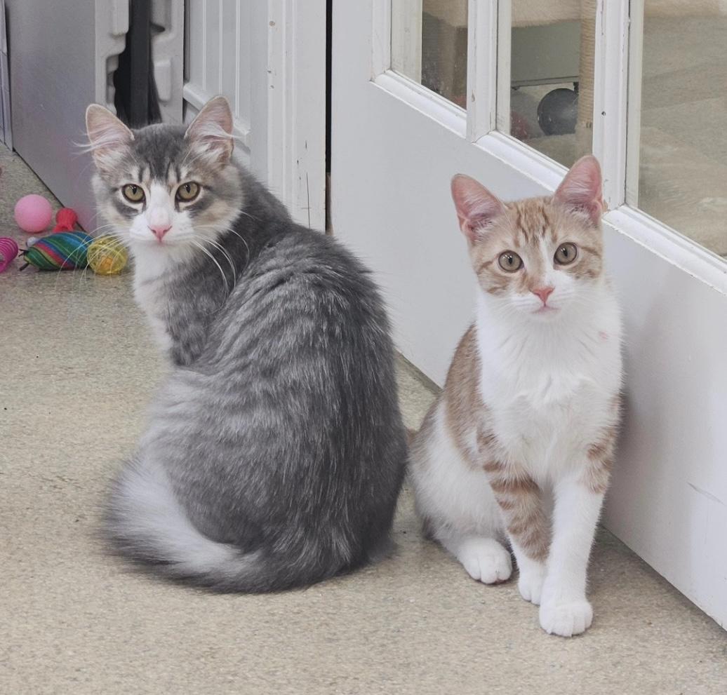 Bruno, a Adoptable Domestic Short Hair in Westbrook, CT image 5/6