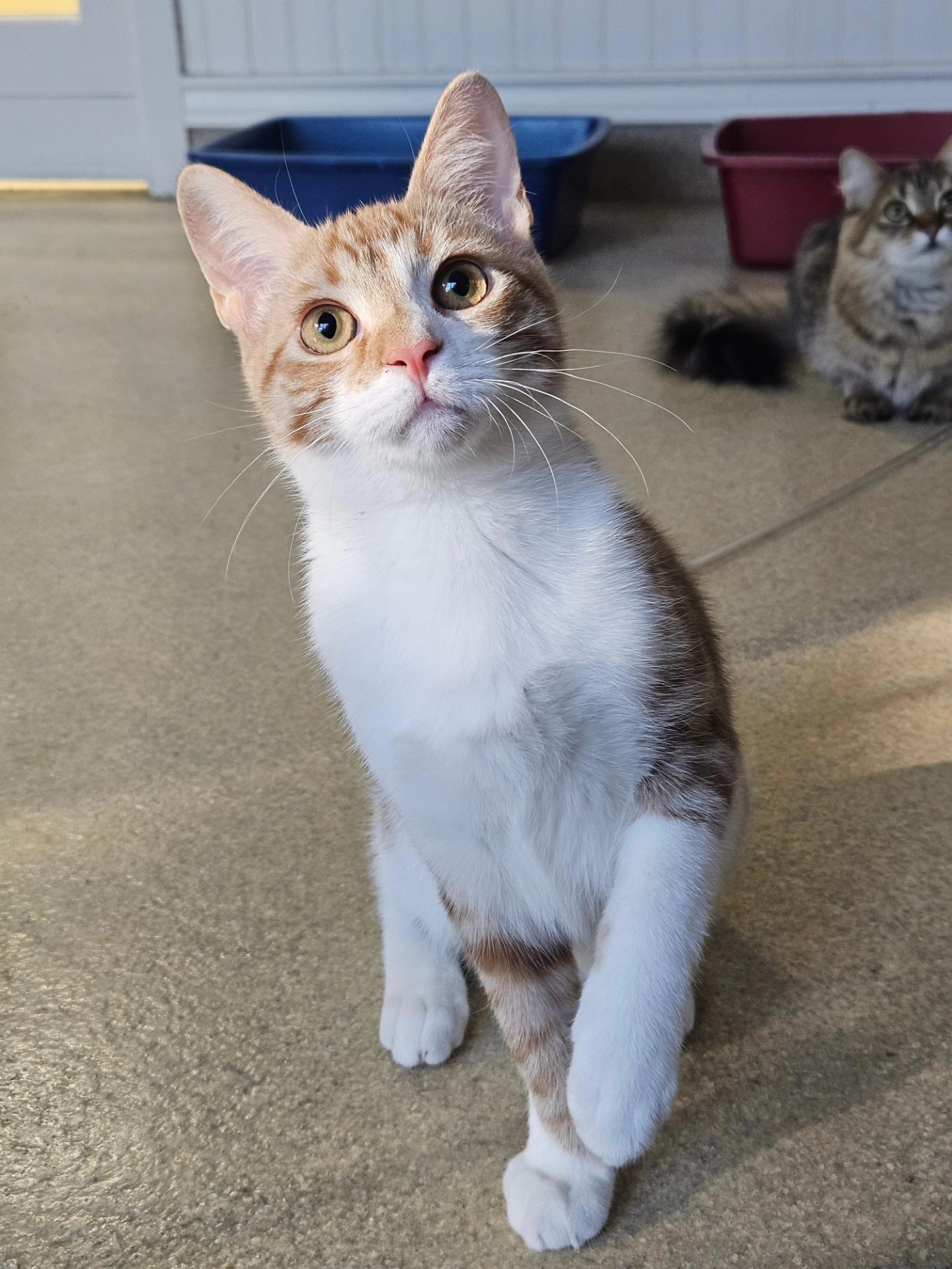 Bruno, a Adoptable Domestic Short Hair in Westbrook, CT image 2/6