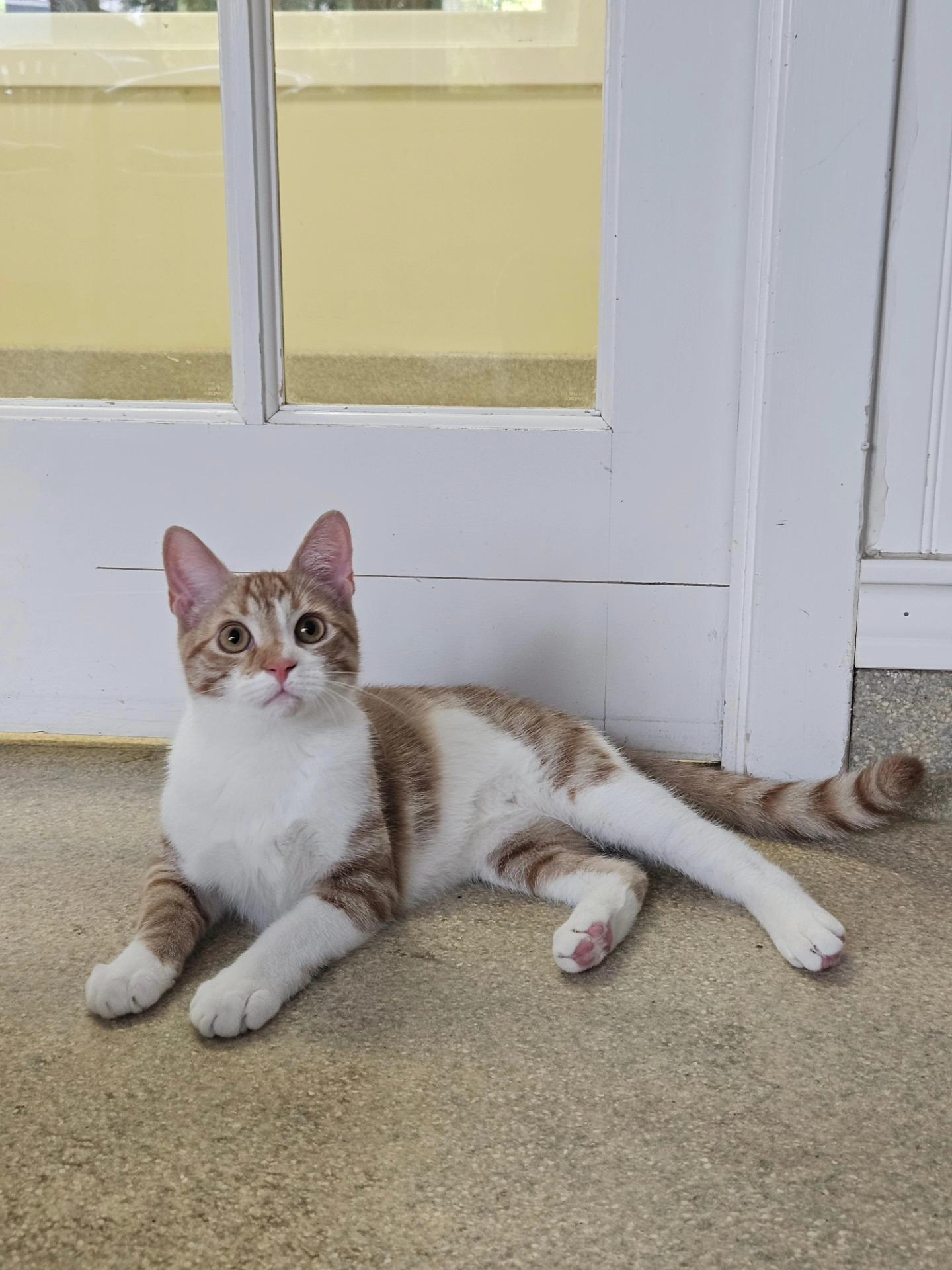 Bruno, a Adoptable Domestic Short Hair in Westbrook, CT image 6/6