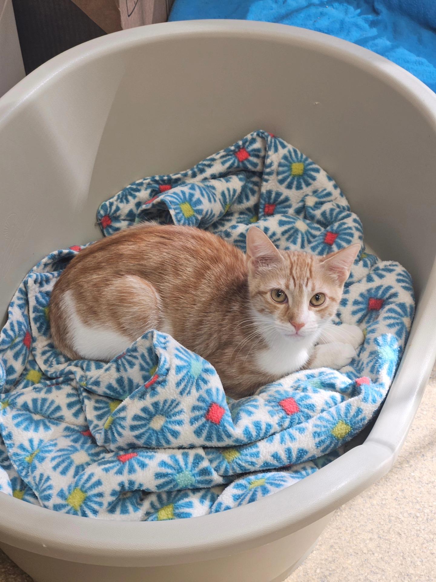 Bruno, a Adoptable Domestic Short Hair in Westbrook, CT image 3/6