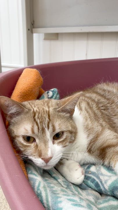 Enlarge Bruno, a Adoptable Domestic Short Hair in Westbrook, CT video 6/6