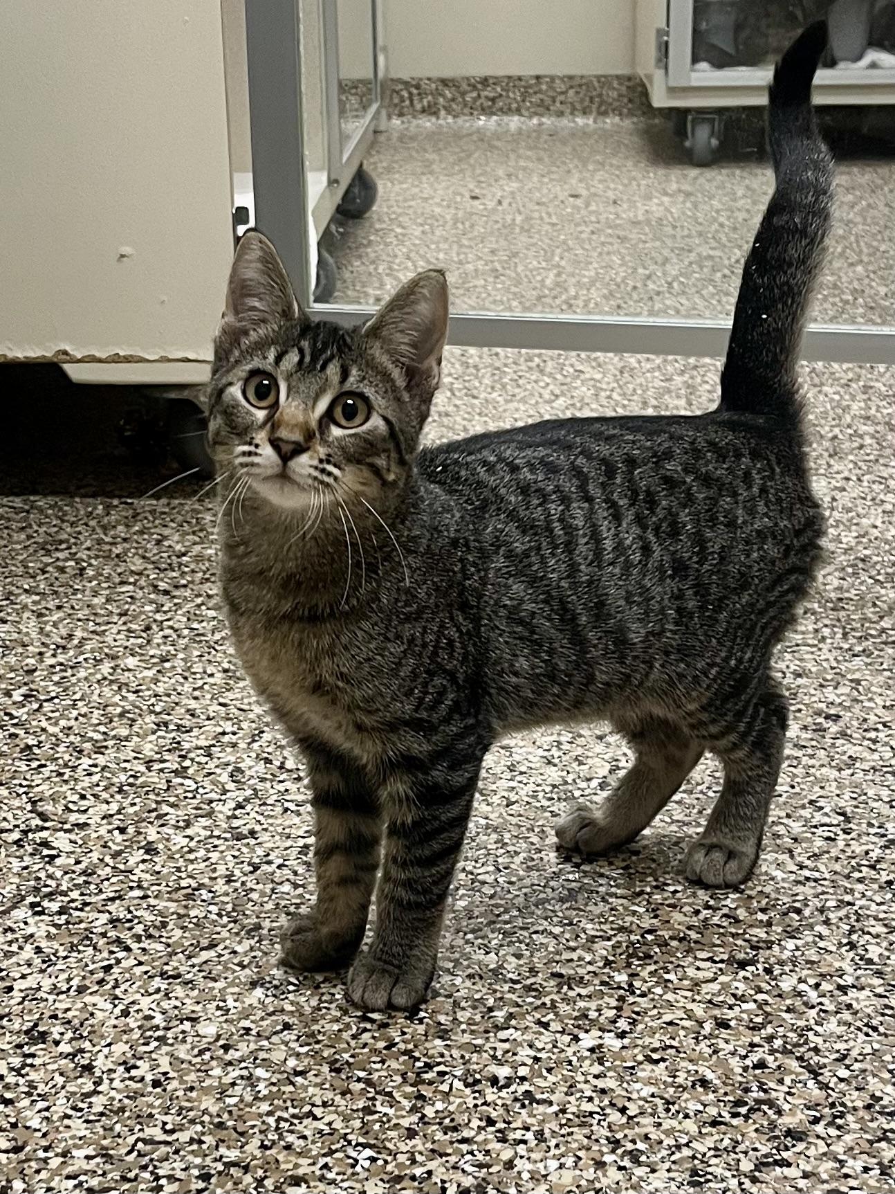 Jeffie, an adoptable Domestic Short Hair in Hackensack, MN, 56452 | Photo Image 1