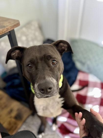 Enlarge Tiffany, a Adoptable Mixed Breed in Miamitown, OH image 3/3