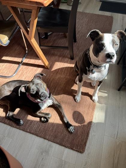 Enlarge Tiffany, a Adoptable Mixed Breed in Miamitown, OH image 2/3