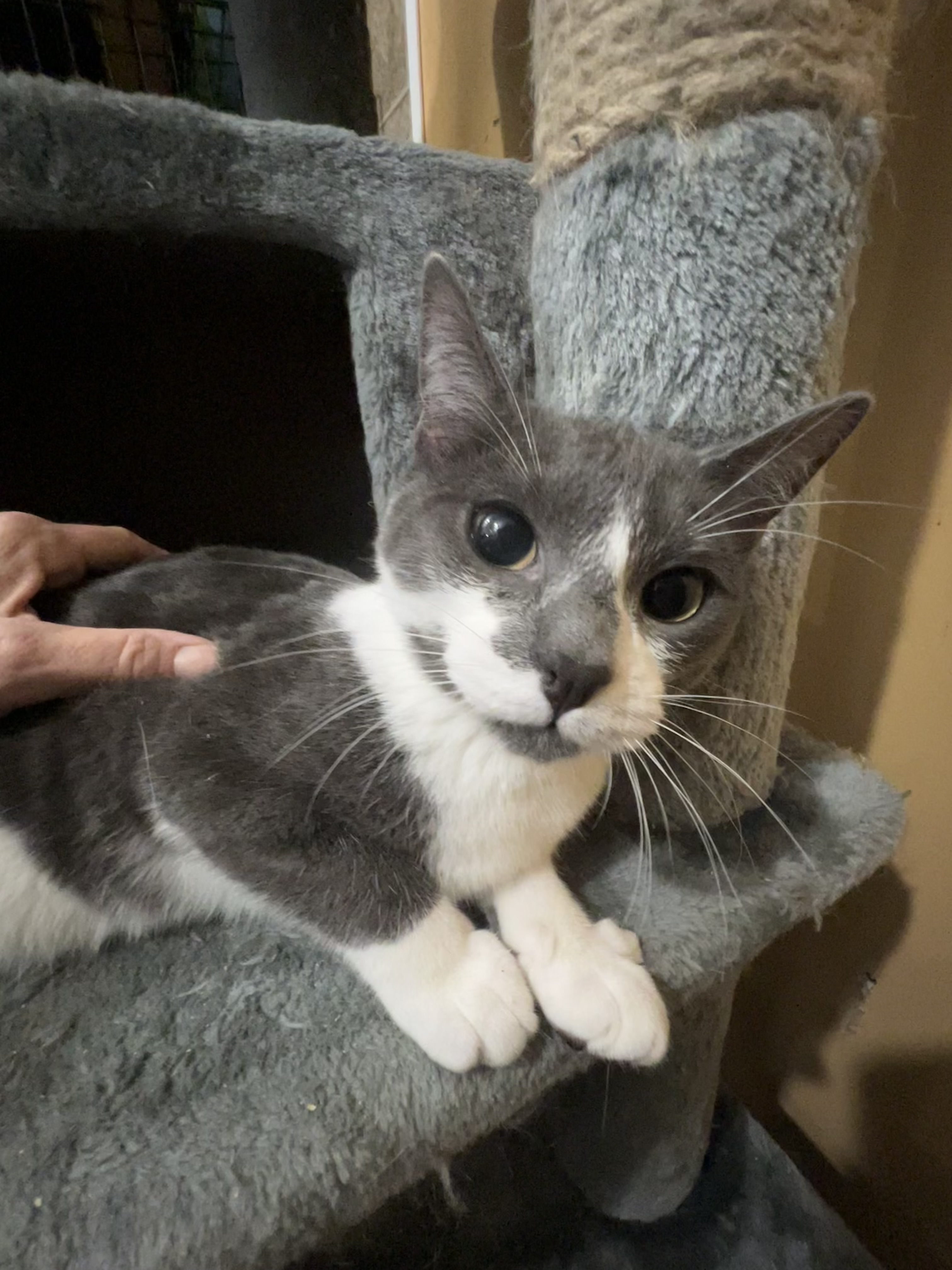 Cat for adoption Gracie, a Domestic Short Hair in Syosset, NY Petfinder