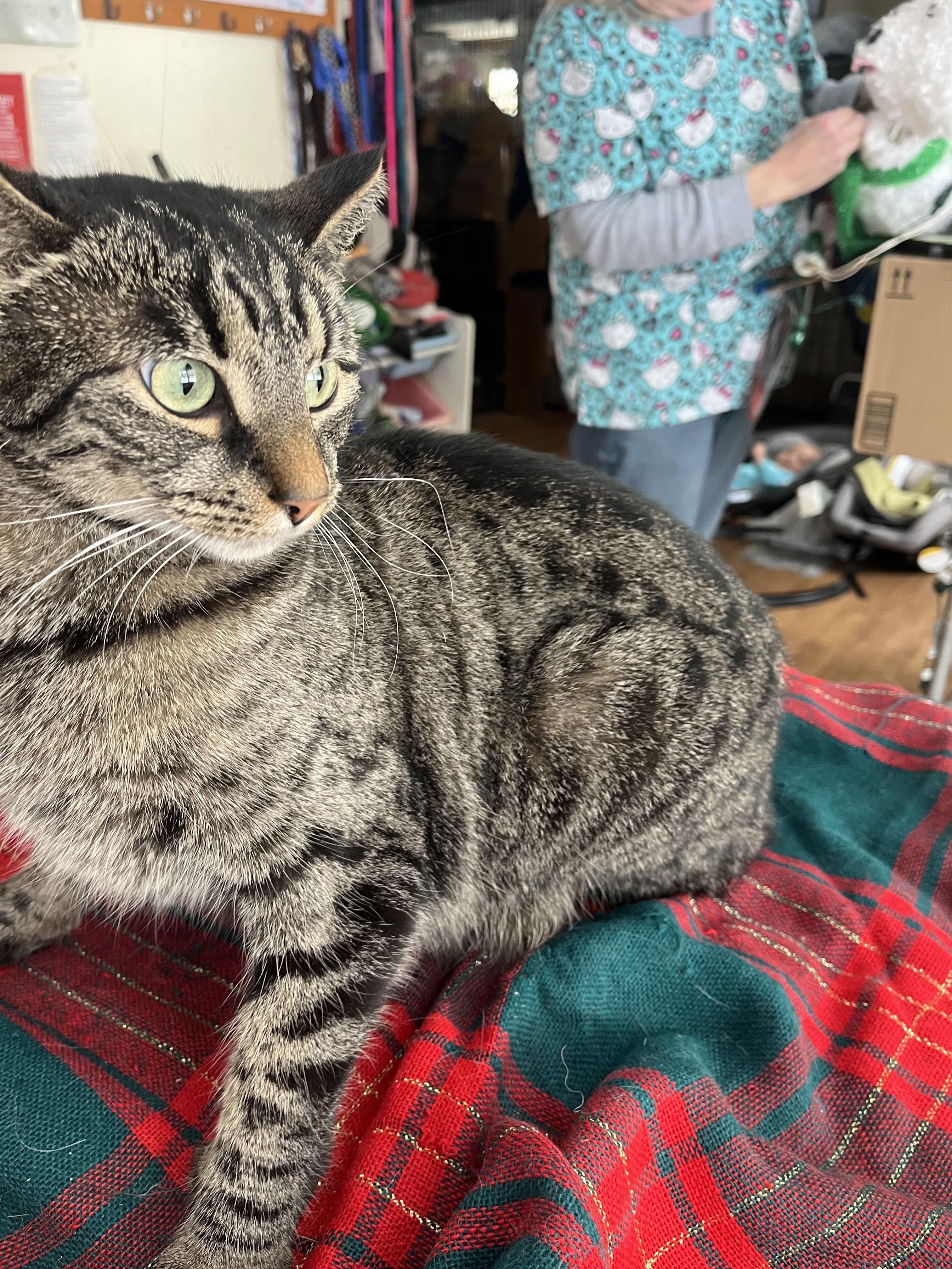 Enlarge Kanga (Winnie the Pooh), a ADOPTABLE mixed breed in Olean , NY image 2/6