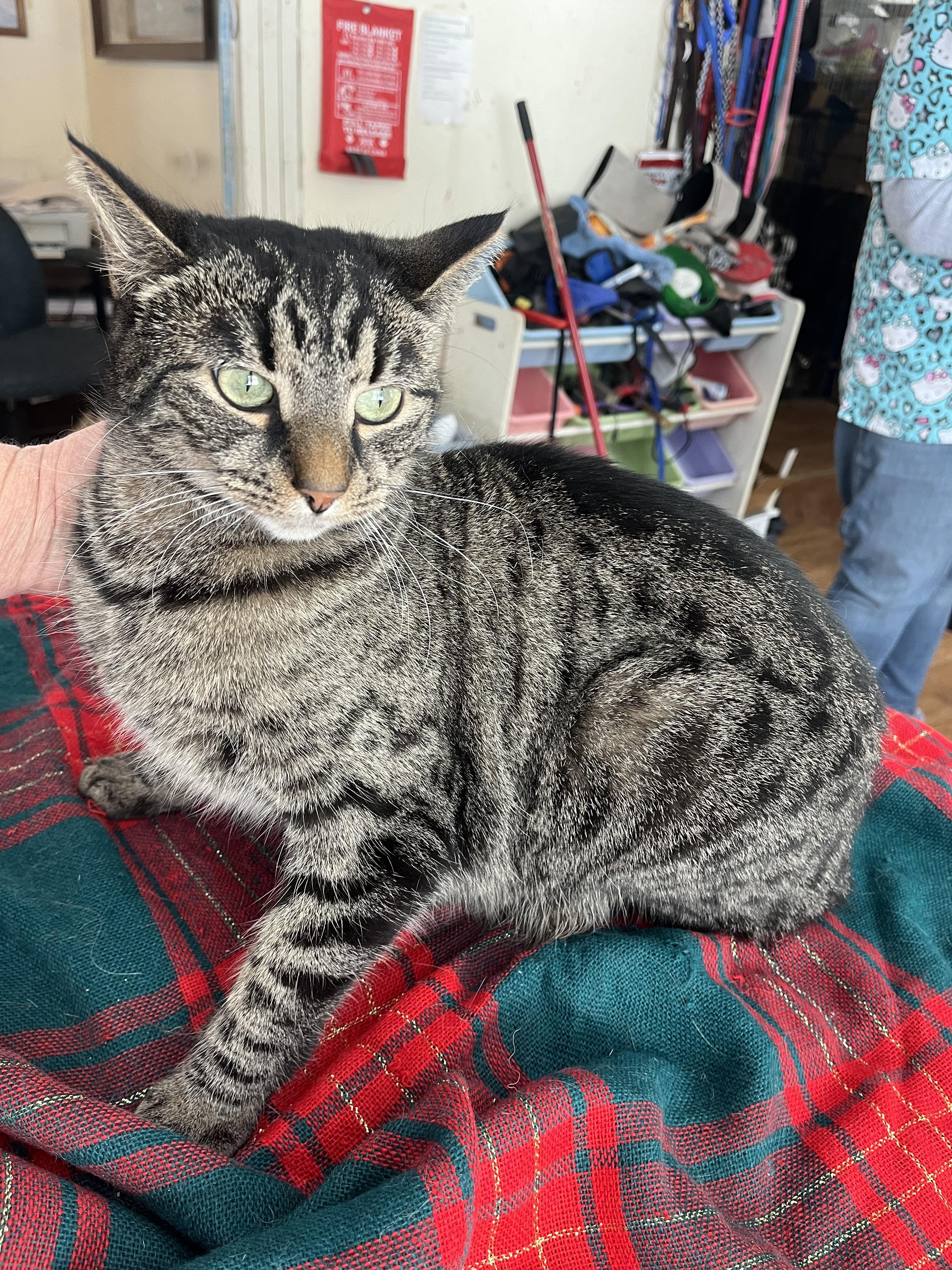 Enlarge Kanga (Winnie the Pooh), a ADOPTABLE mixed breed in Olean , NY image 6/6