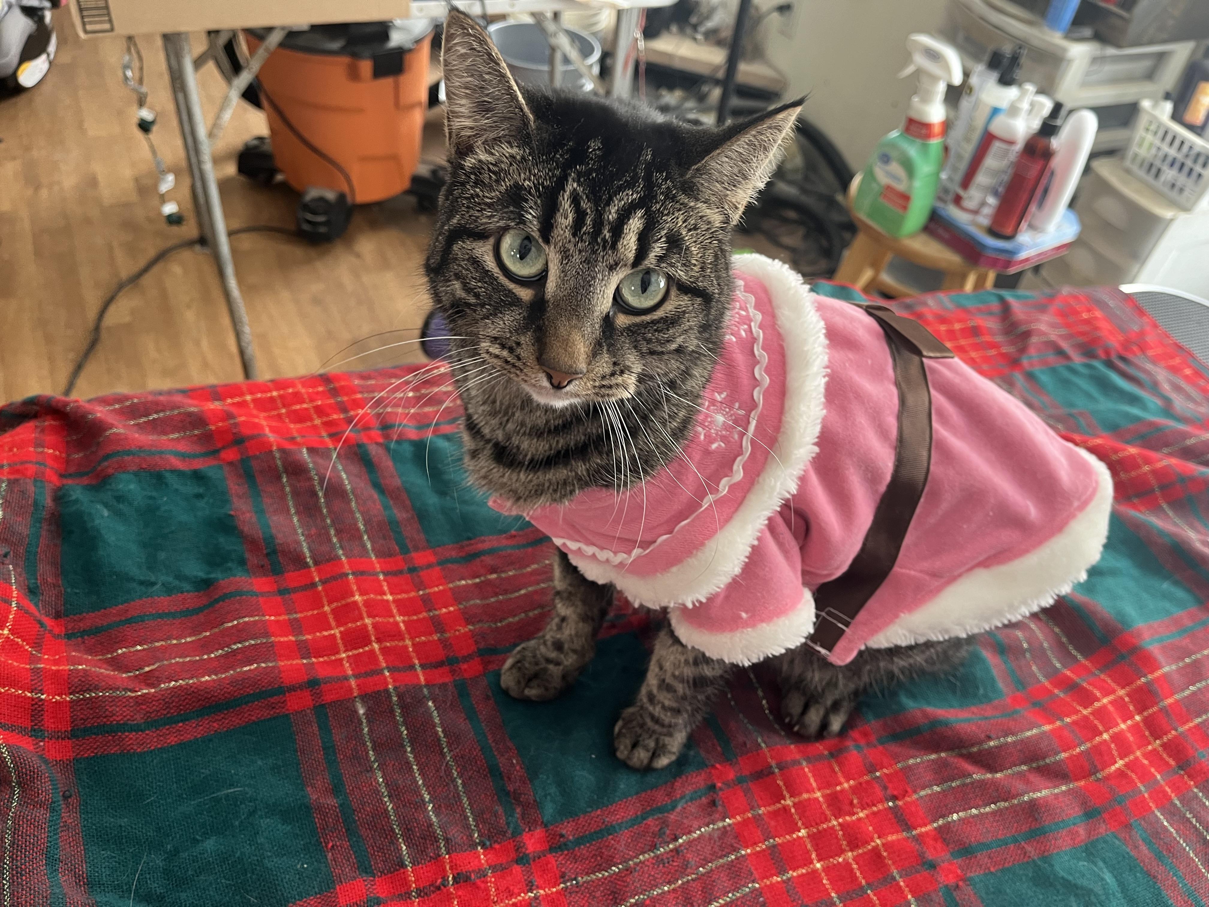 Enlarge Kanga (Winnie the Pooh), a ADOPTABLE mixed breed in Olean , NY image 5/6