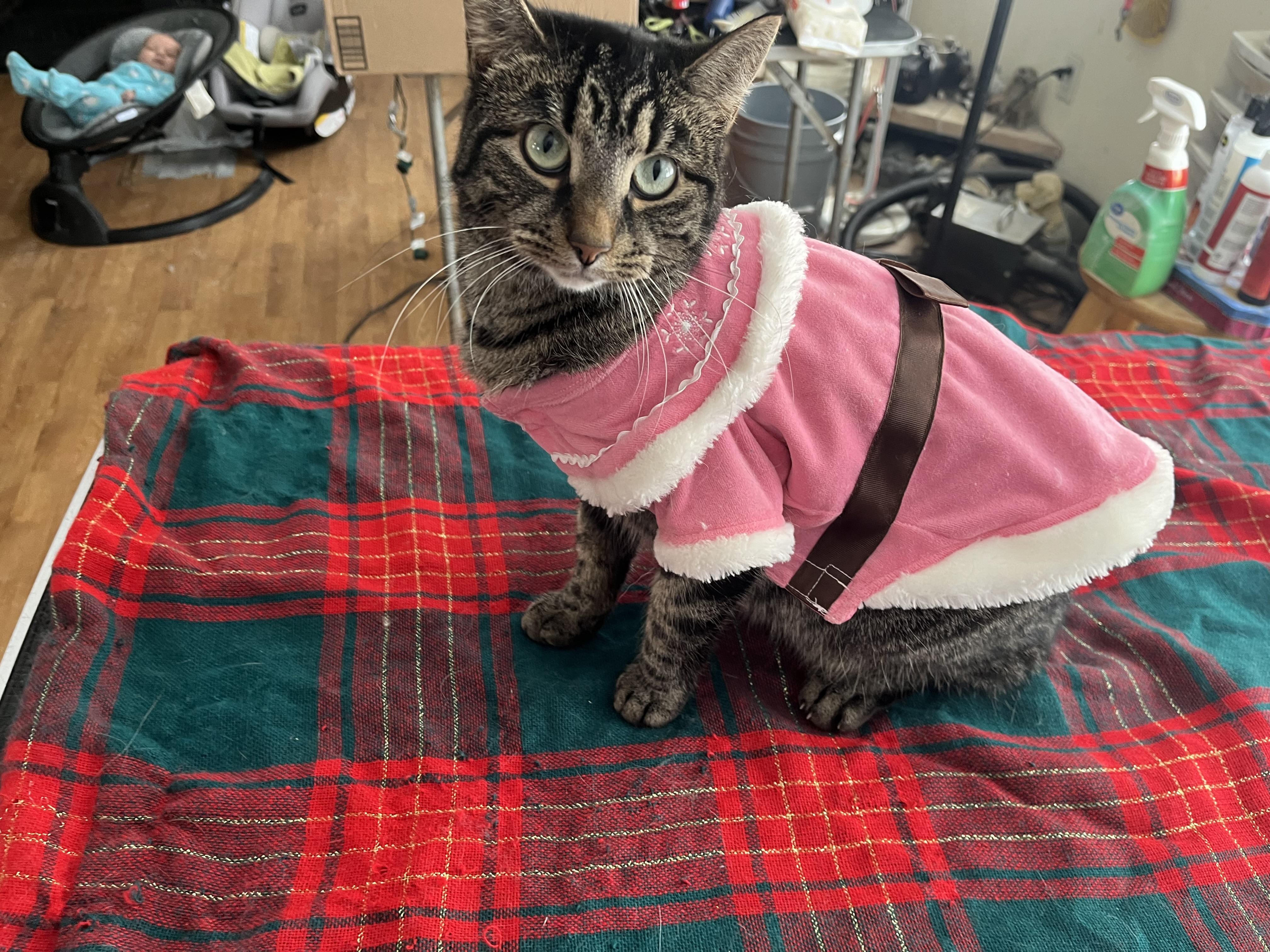 Kanga (Winnie the Pooh), ADOPTABLE, Adult Female Maine Coon.