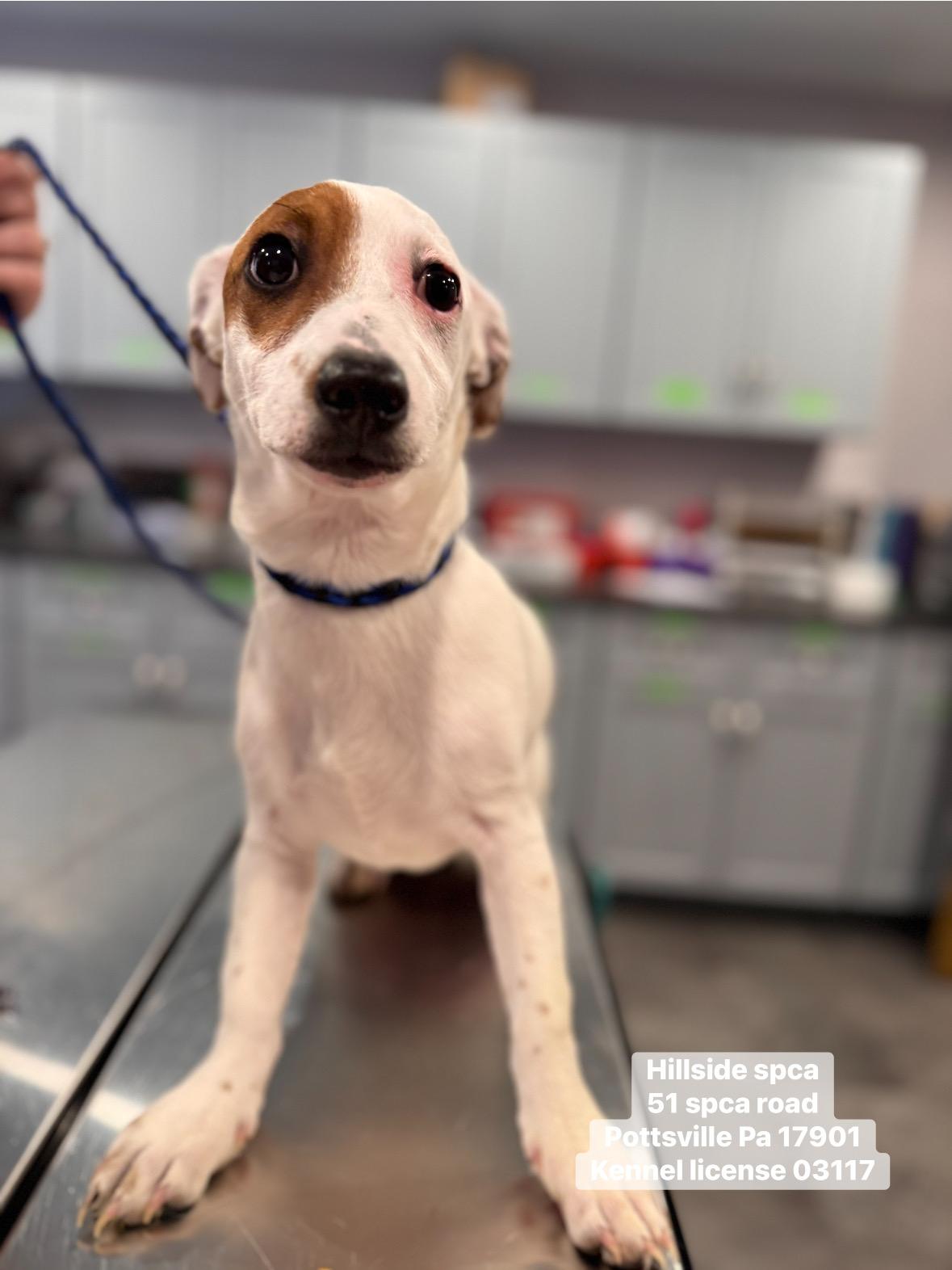 Sprout, adopted, Puppy Male Jack Russell Terrier & Chihuahua.