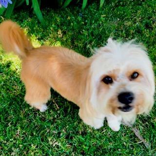 Enlarge DAWSON, a ADOPTABLE mixed breed in Santa Monica, CA image 2/3