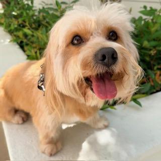 Enlarge DAWSON, a ADOPTABLE mixed breed in Santa Monica, CA image 3/3