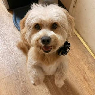 DAWSON, ADOPTABLE, Adult Male Lhasa Apso & Pomeranian.