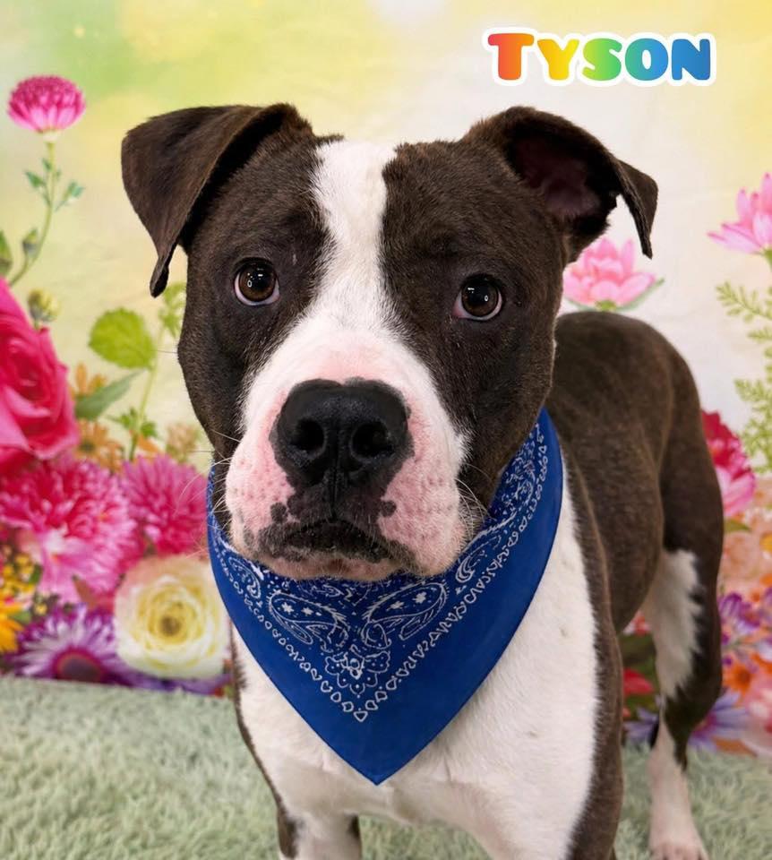 Tyson, ADOPTABLE, Adult Male Mixed Breed.