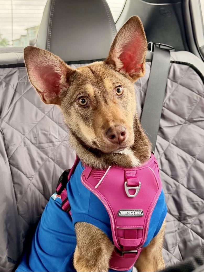 FAITH.....like a mini-shepherd, Adopted, Young Female Australian Kelpie & Shepherd.