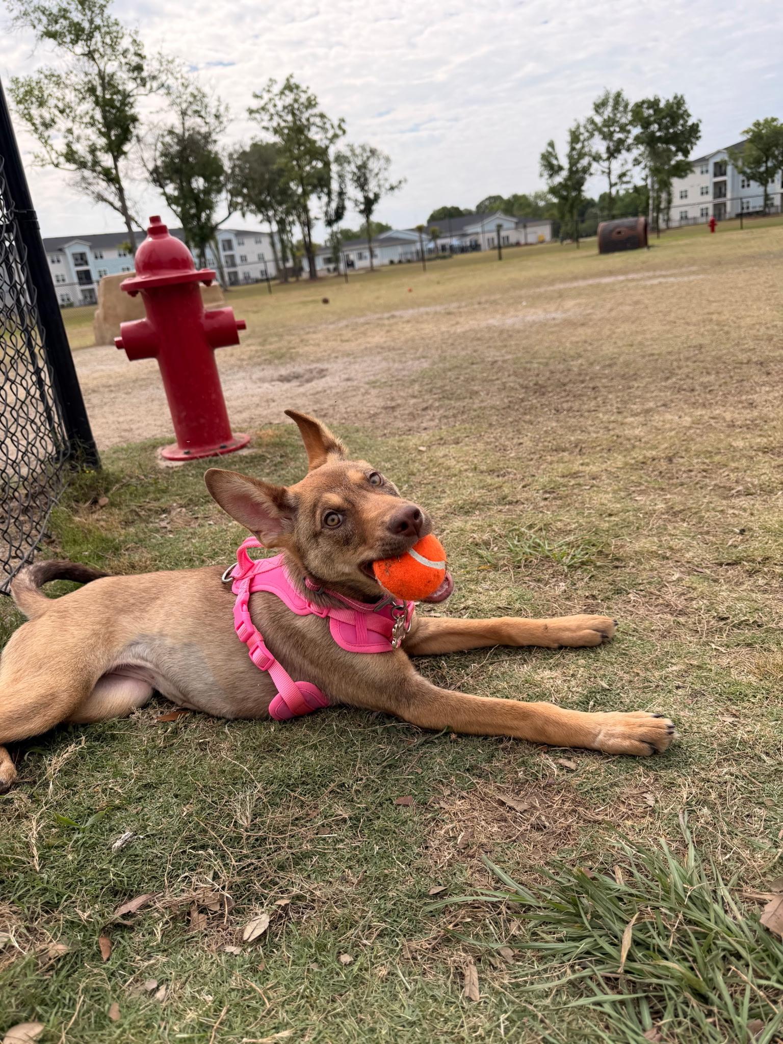 Enlarge FAITH.....like a mini-shepherd, a Adopted mixed breed in Cantonment, FL image 3/6