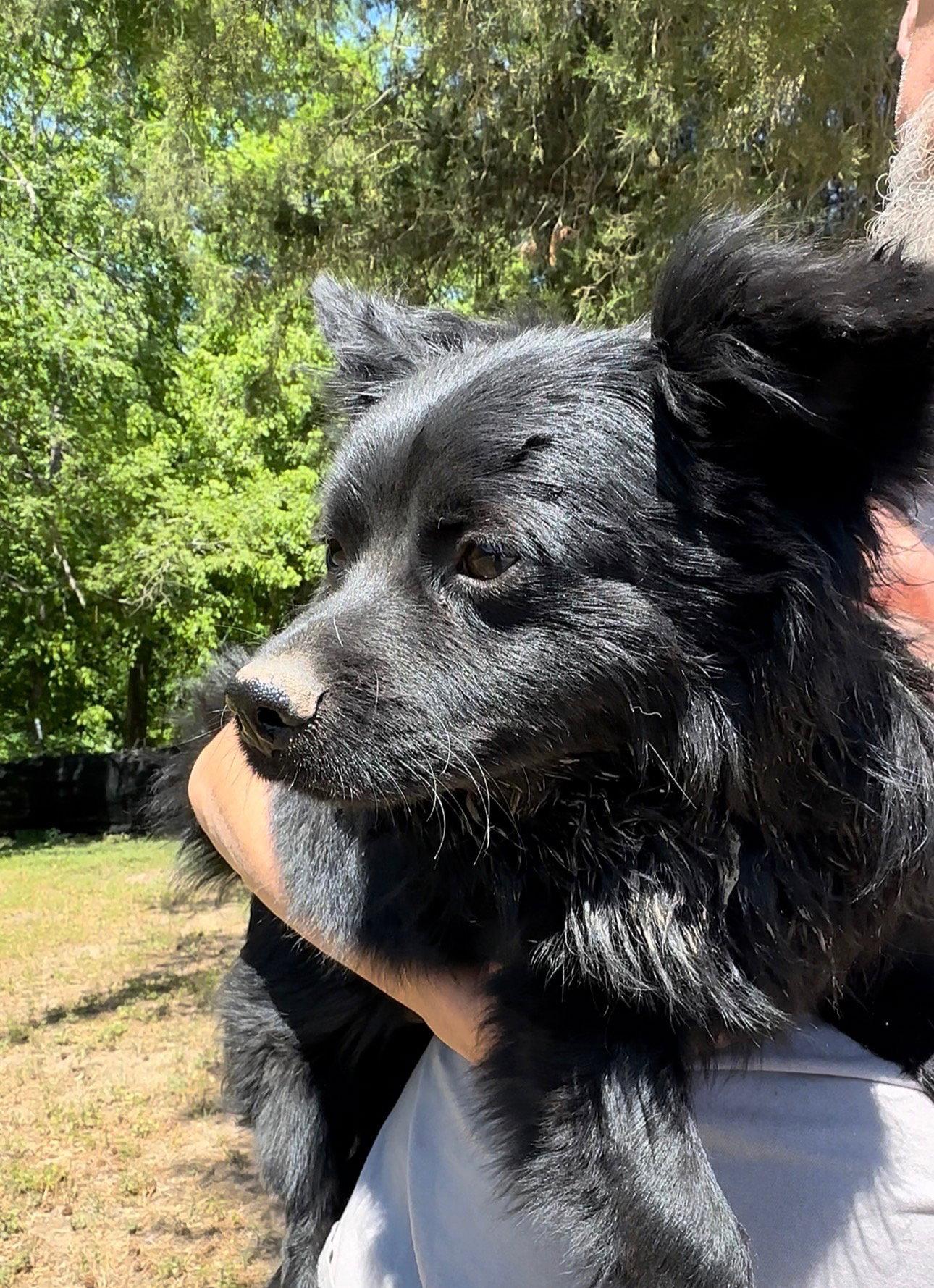 Sergio, Adopted, Young Male Pomeranian.