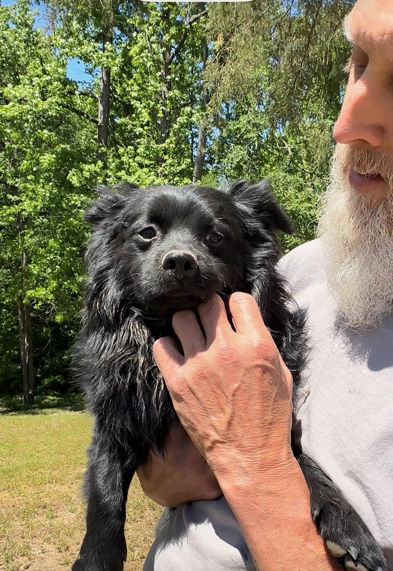 Sergio, a Adopted Pomeranian in Thomasville, NC image 2/3