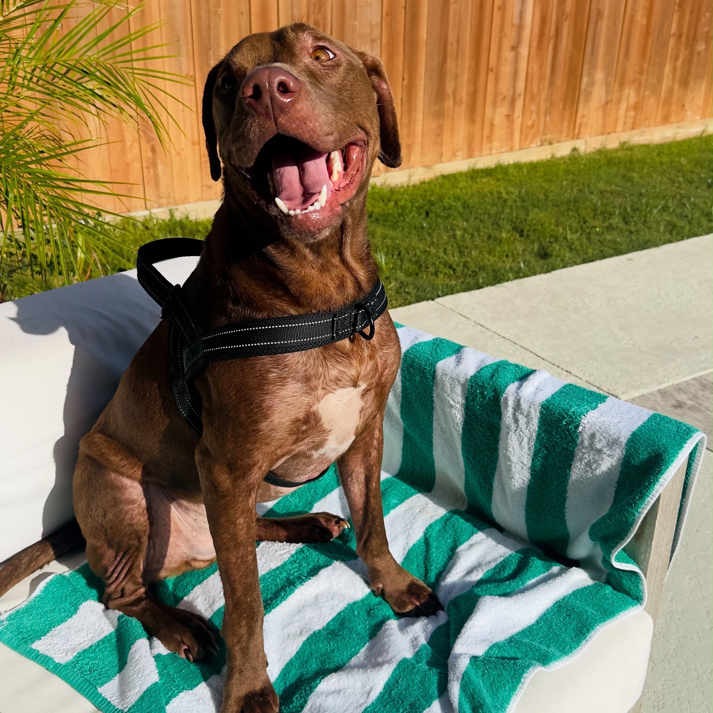 Forrest, a ADOPTABLE mixed breed in Houston, TX image 5/5