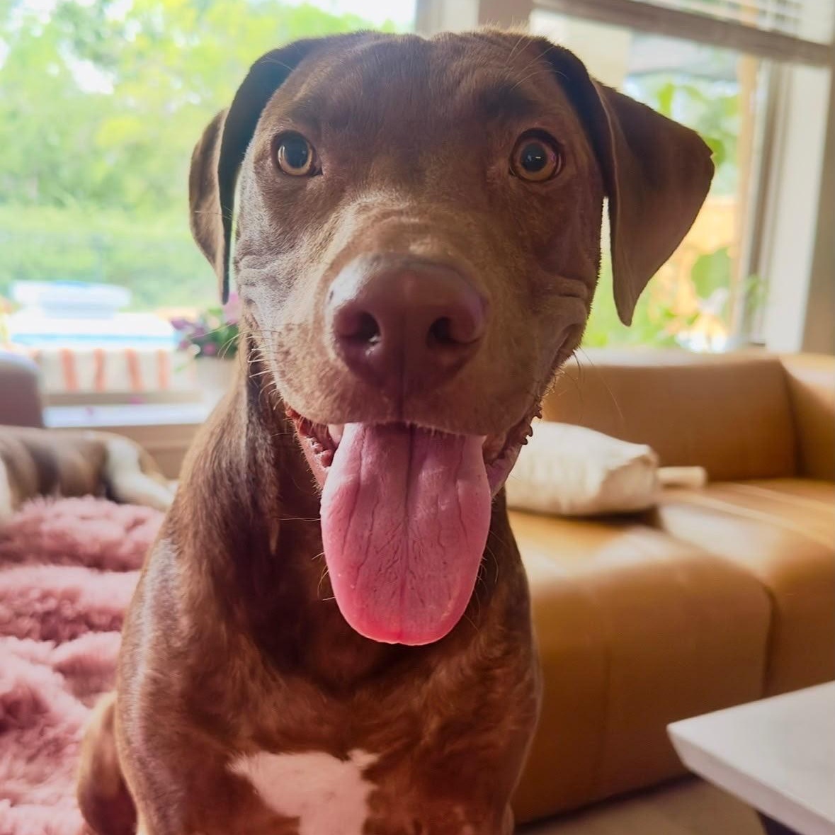 Forrest, a ADOPTABLE mixed breed in Houston, TX image 2/5