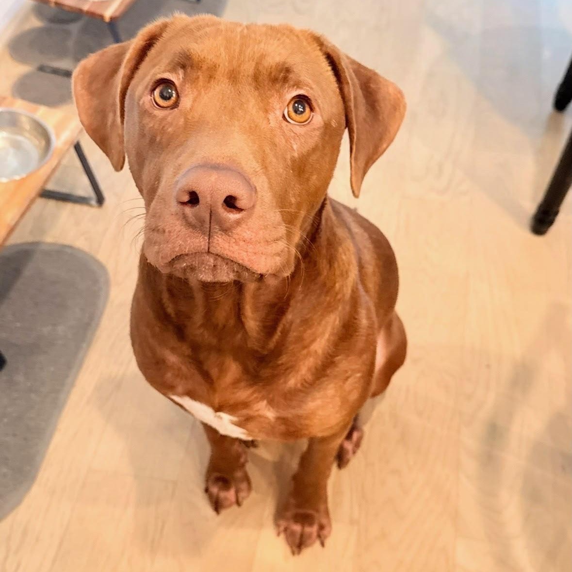 Forrest, a ADOPTABLE mixed breed in Houston, TX image 1/5