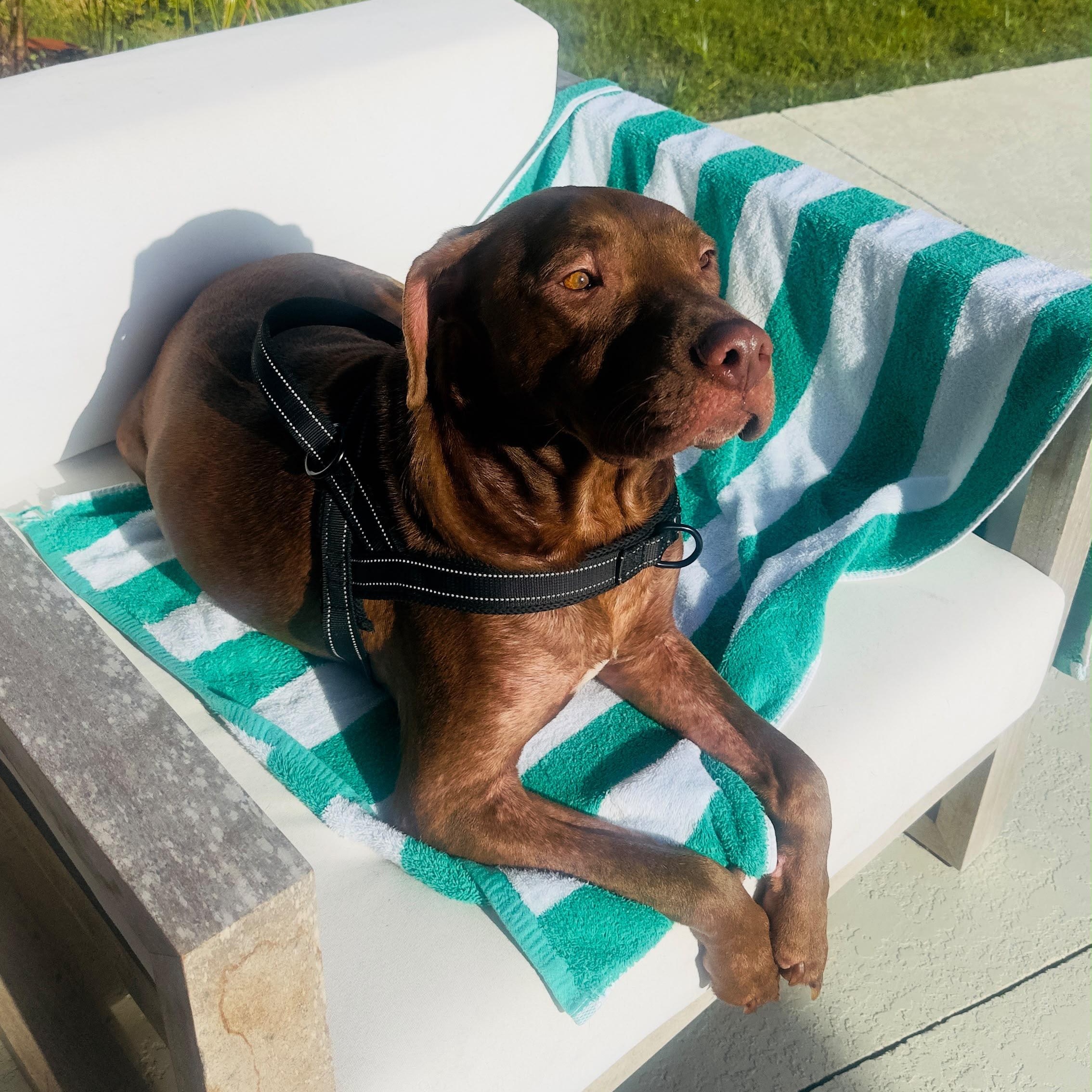 Forrest, a ADOPTABLE mixed breed in Houston, TX image 4/5