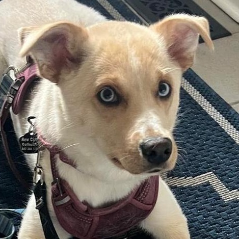 Valerie, a Adoptable mixed breed in Oakville, ON image 4/6